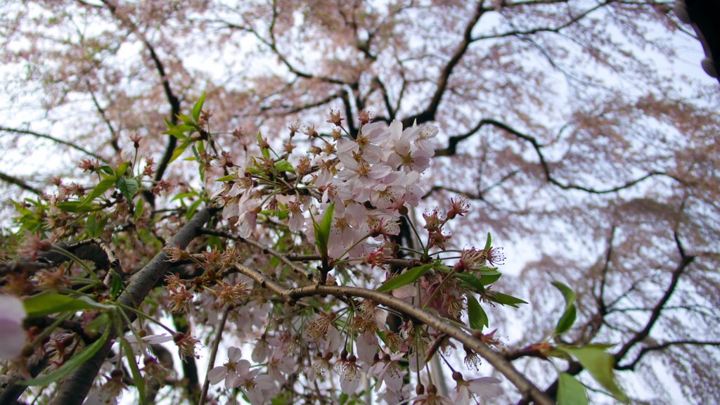 高楽寺『姫桜』 (The bright red droop cherry blossoms in Koraku-ji) by irtsgeds