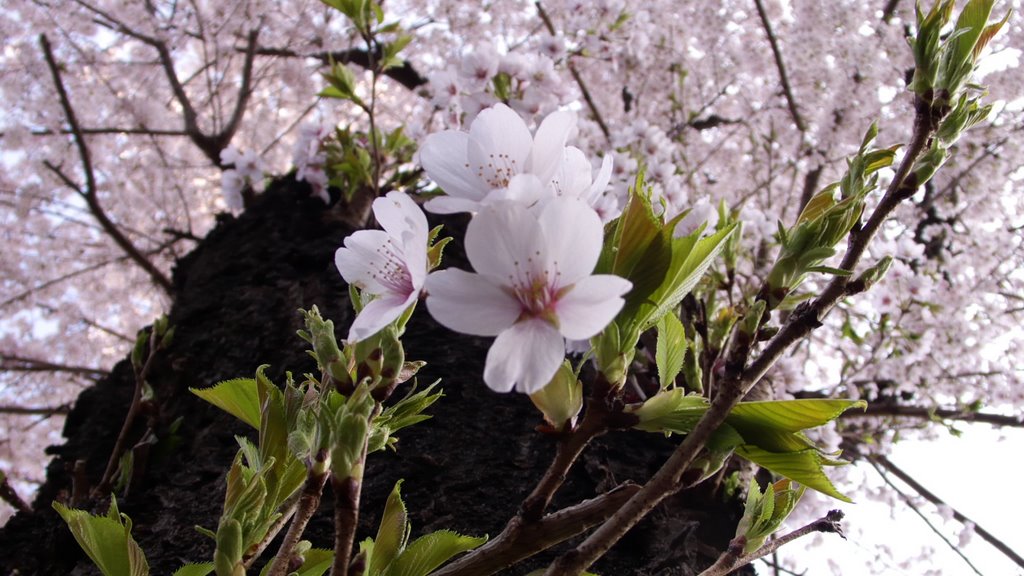 千人同人屋敷跡〔追分町〕の桜 (The droop cherry blossoms in Oiwake-machi by irtsgeds