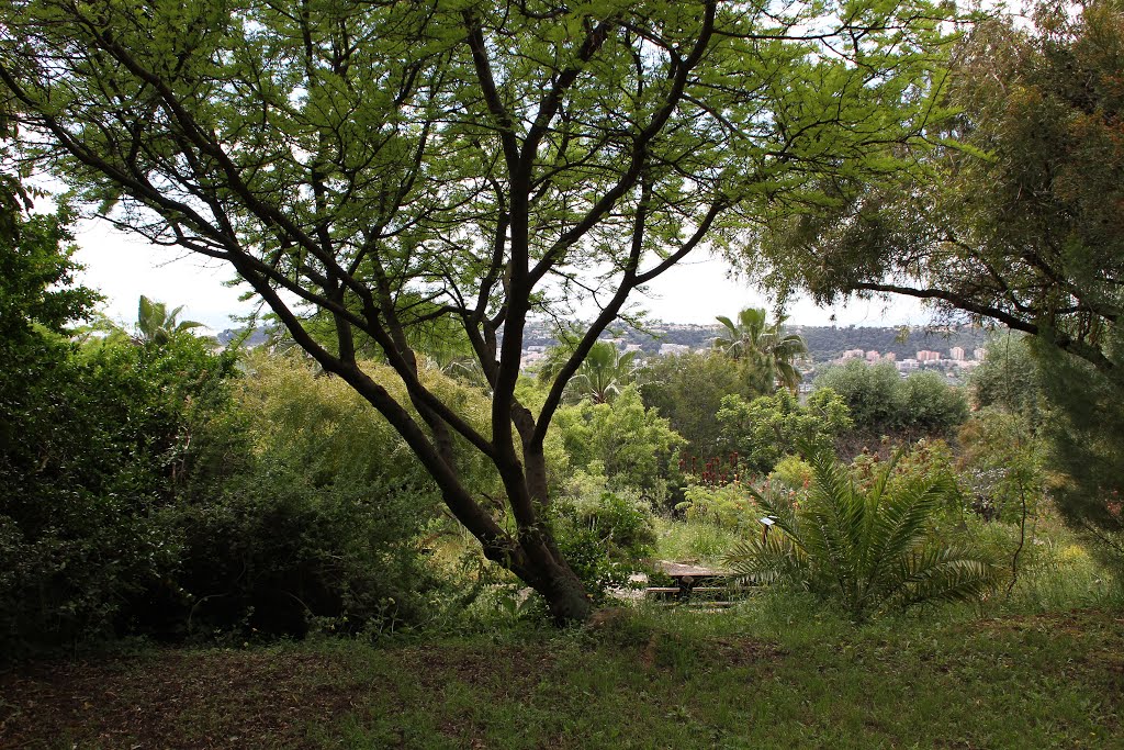 Jardin botanique de Nice (2013) by mideb