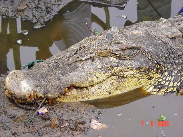 Buaya Kenyamukan by Archiaston Musamma