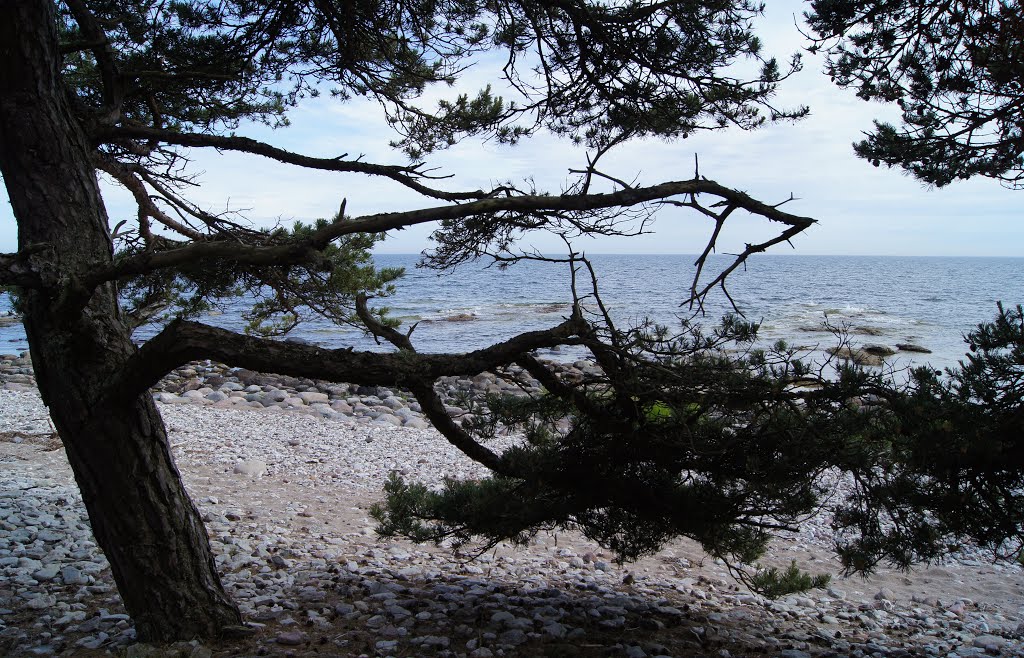 Strandskog by Göran Sjöstrand