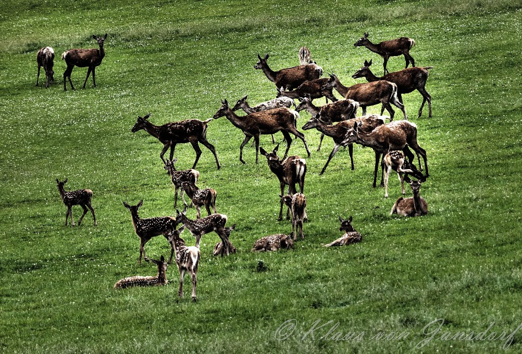 Nové Hrady, dančí obora - Neuschloss, Damwildpark by Klaus von Jansdorf