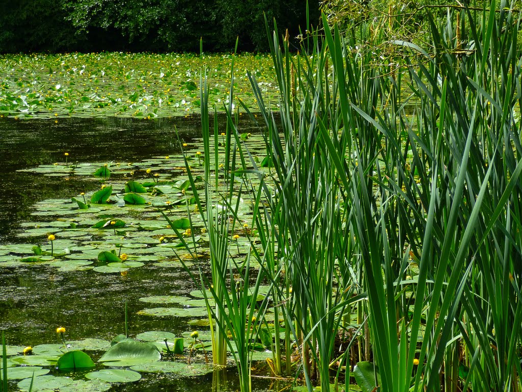 Seerosenteich by CaptnBlaubaer