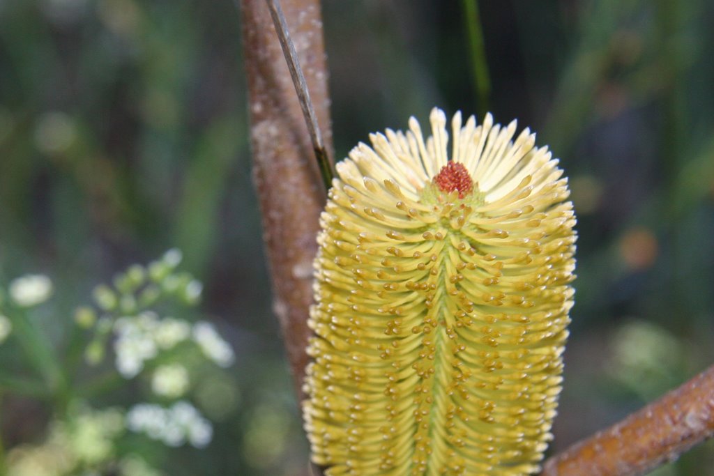 Royal National Park: Banksia by Ian Stehbens