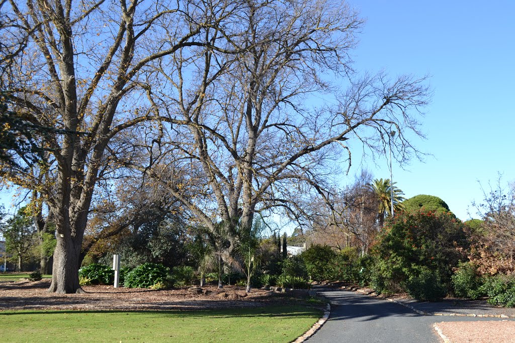 Well-aged oaks over camellia walk by Phaedrus Fleurieu