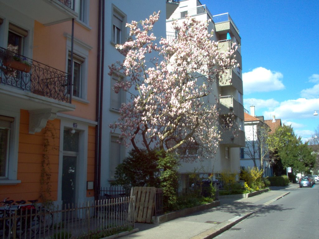 Dubsstrasse-Magnolie by Rene Nueesch