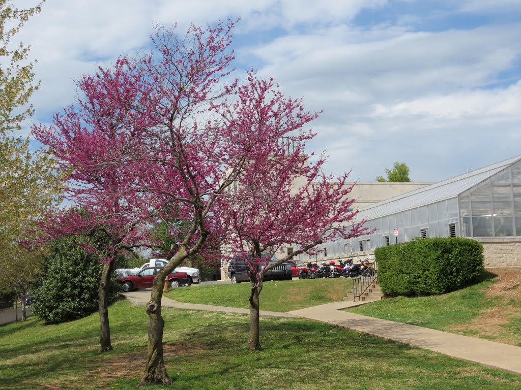 Red Bud by Josue Nahun Leiva