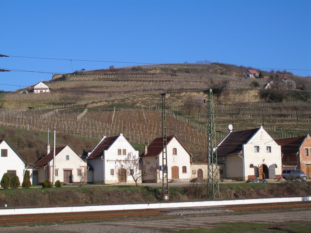 Tokaj  pincesor by L.Márti