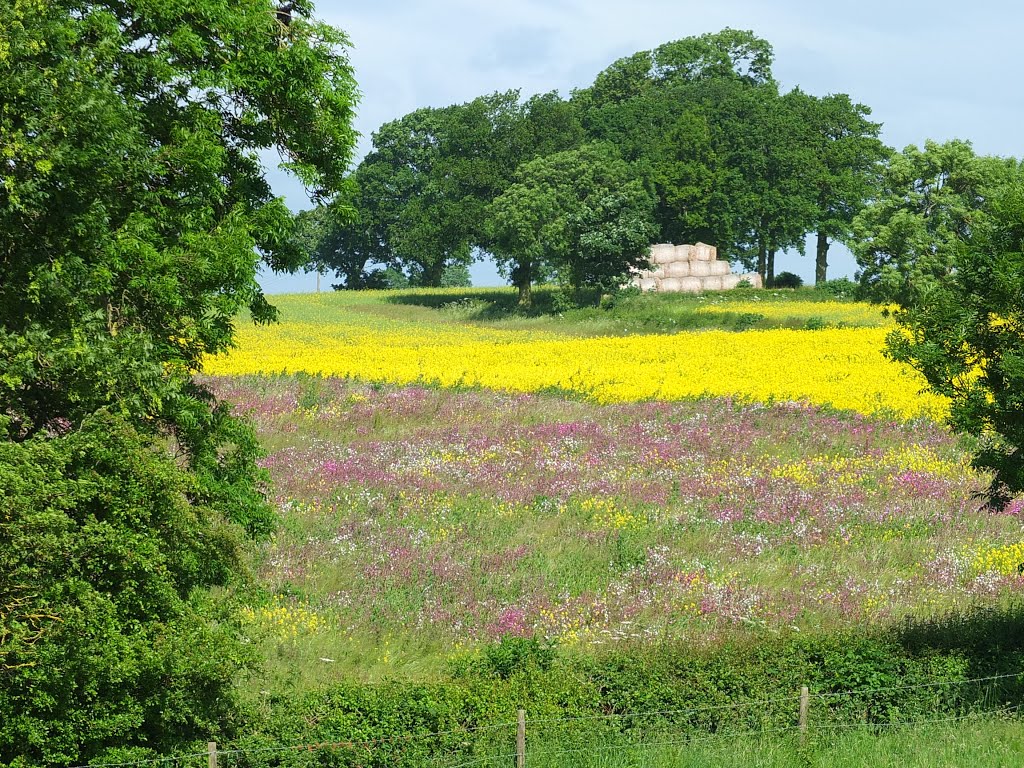 The Colours of nature cloud the landscape at Church Langton village . by Bobsky.