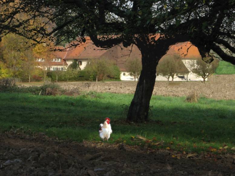 Hofgut Maxau im Jahre 2015 by max albert