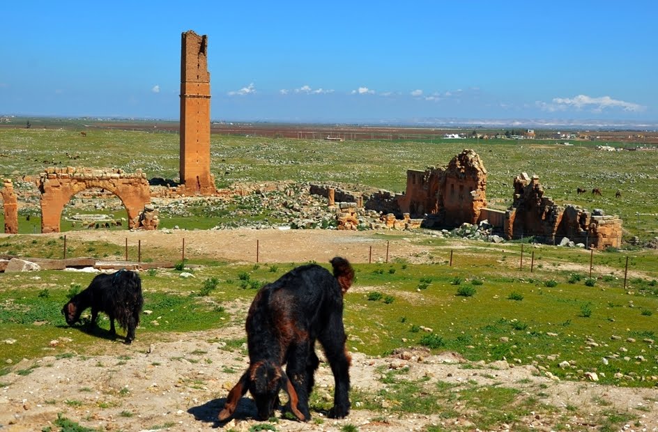 Antik Harran Üniversitesi Harran/Şanlıurfa-Türkiye TR-59 by H.İbrahim Üzmezoğlu