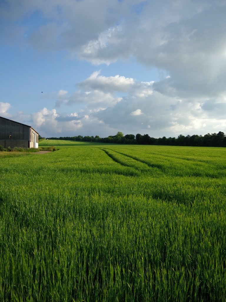 Summer Fields by xiod_crlx / dmitry gramoteyev