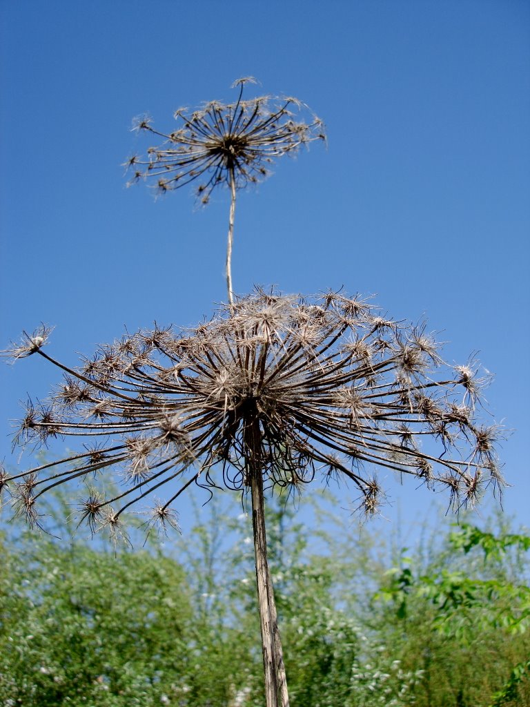 Flor seca.Córdoba.(España) by Rafael Cuadrado Galá…