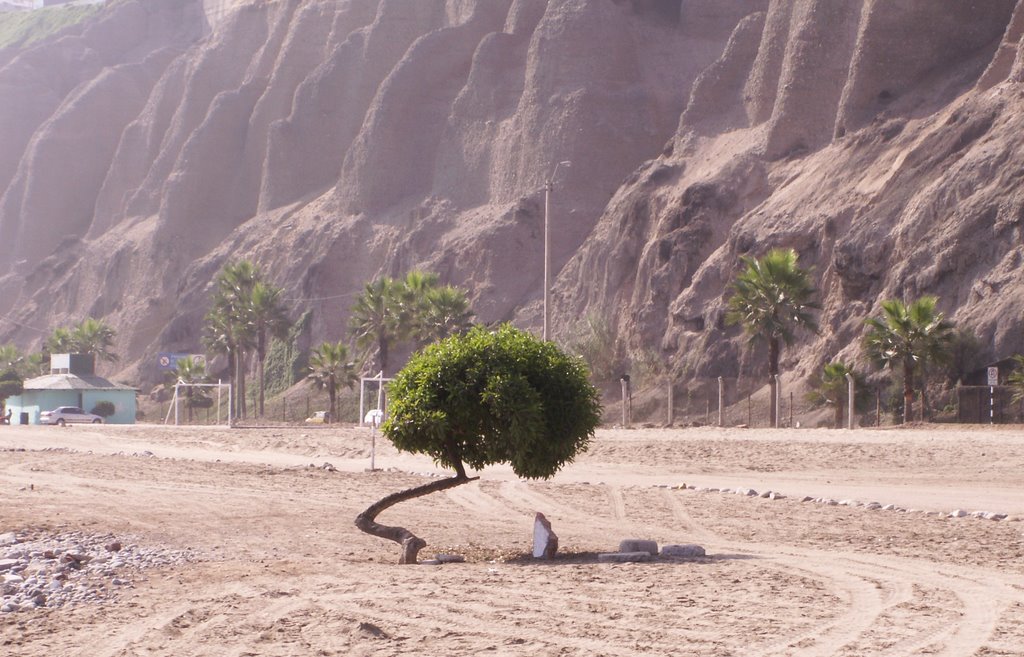 Arbol Playa Redondo by de jaxsun