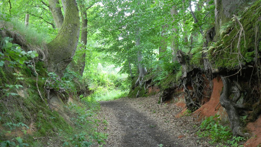 Rissenthal - Schluchtenpfad by Andreas Andel