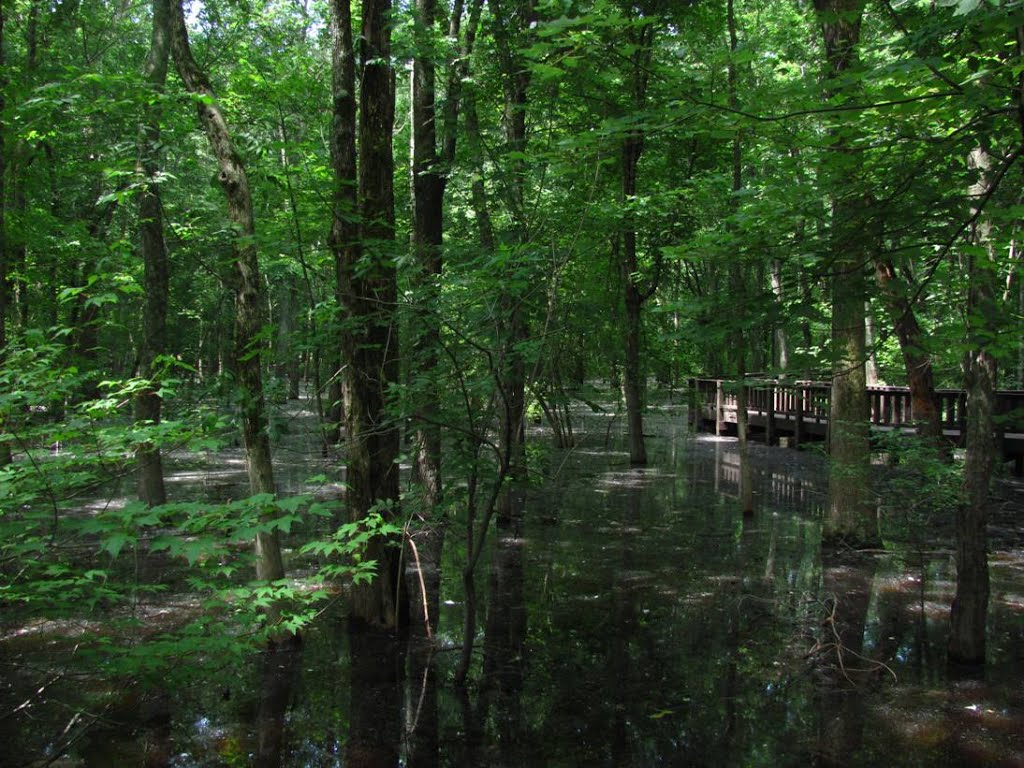 Slough forest in Mingo NWR by natureguy42