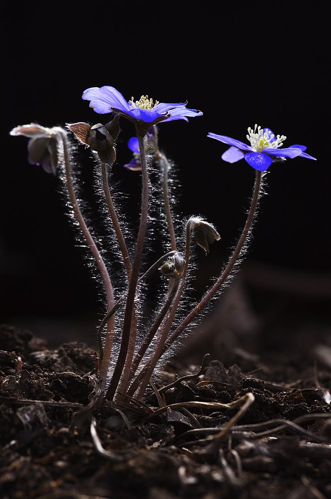 노루귀 (hepatica) by DonQuixote 朴