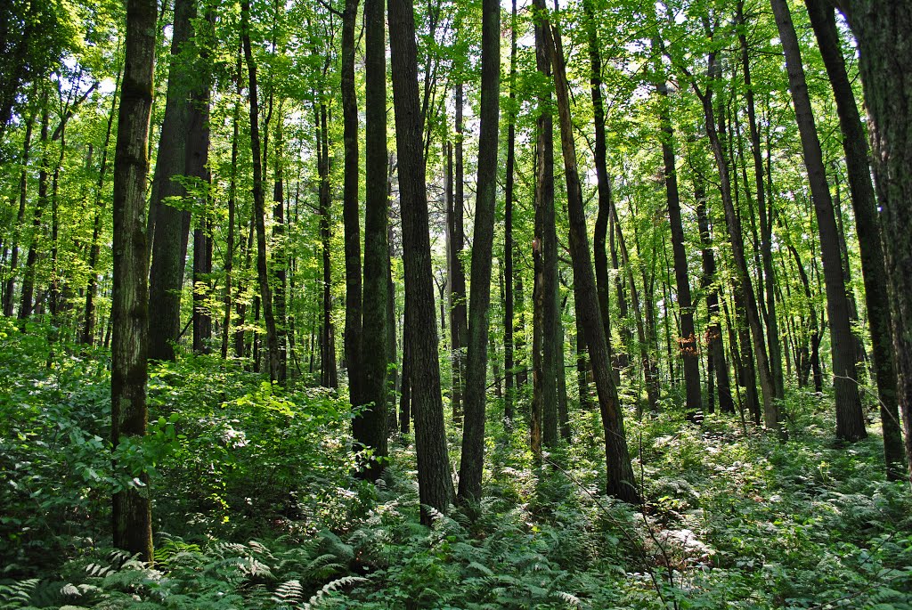 New Hope Pines State Natural Area by Aaron Carlson