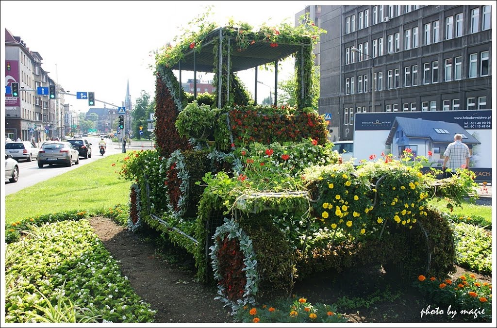 GLIWICE. Kwiatowe aranżacje dekorują miasto/Floral arrangements decorating the city by Krystyna Koch-magie*