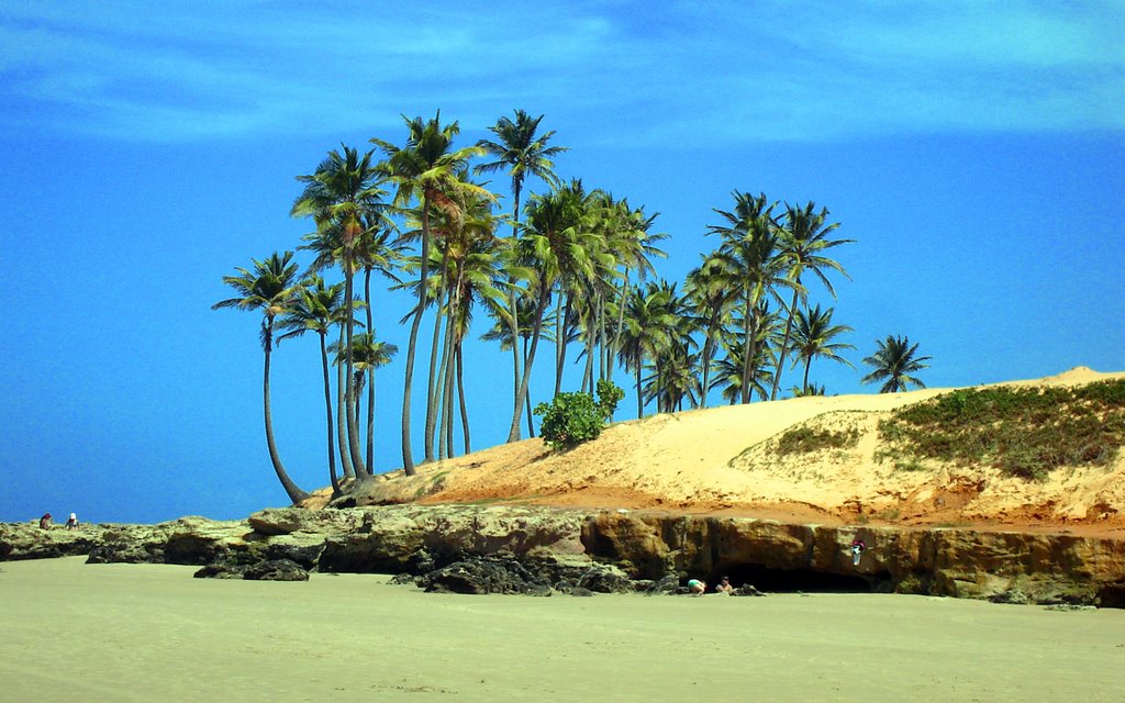 Palmeras de Fortaleza Brasil by Marcelo Vidal Vergar…