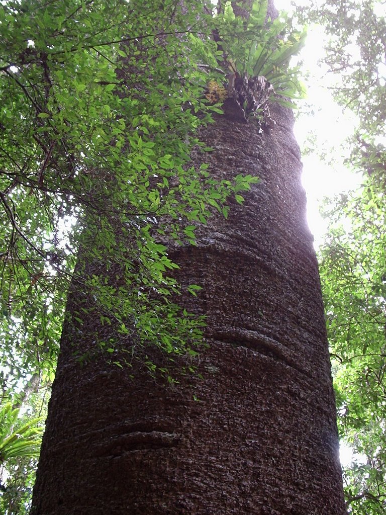 Huge Bunya Pine by DarleneG