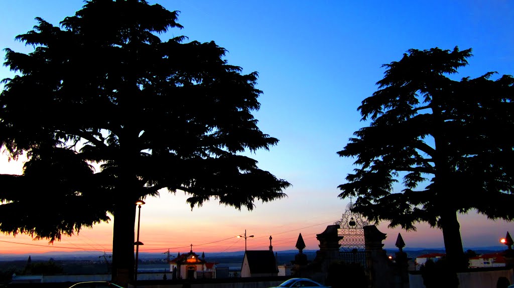 Cedrus Deodara, Cemitério de Seia, Portugal by Margarida Bico