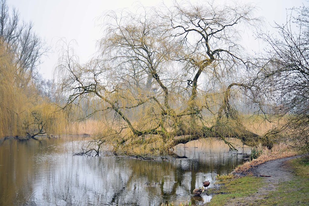 Vondelpark, Amsterdam 荷蘭 亞姆斯特丹 by Cheuk