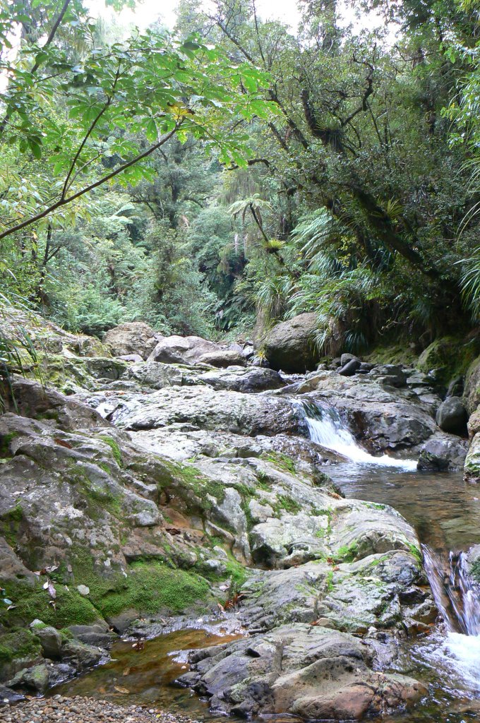 Waiomu Kauri Grove Walk by festivalkult.de