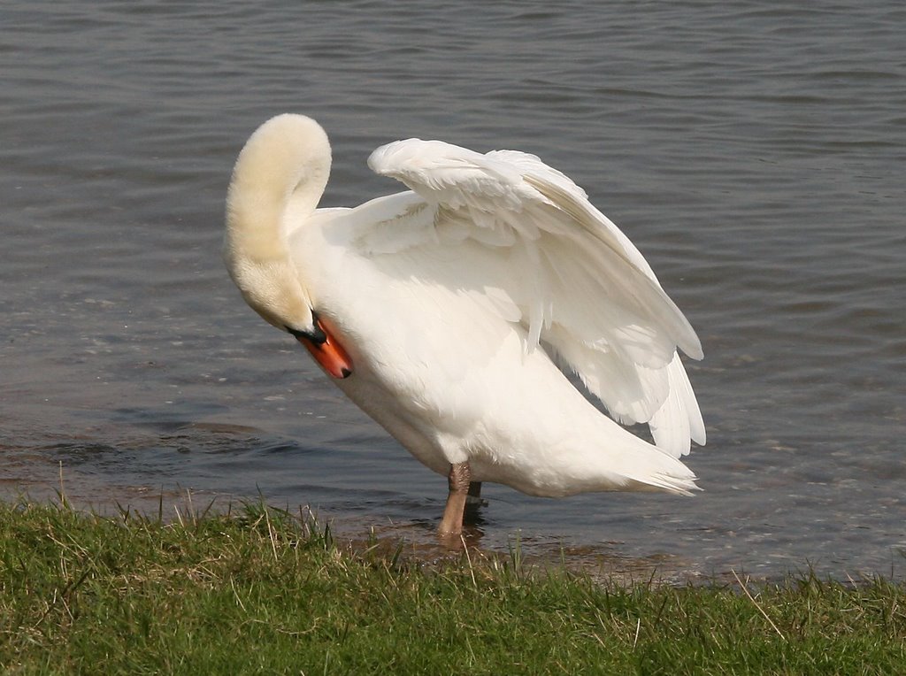 Schwan bei der Körperpflege...c by americatramp