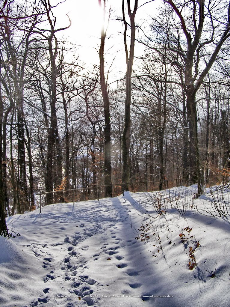 Snowy Woods in Děčín, Czech Republic by Vojtech Dvorak