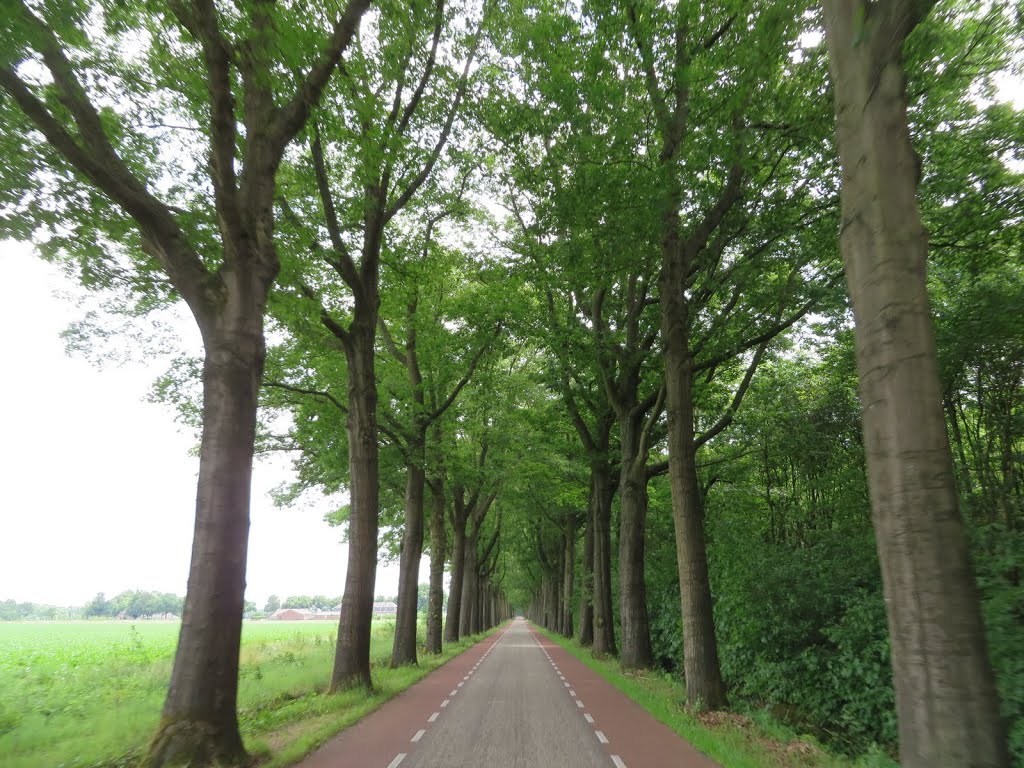 NL - Haps - Beerseweg by Danny Danckaert