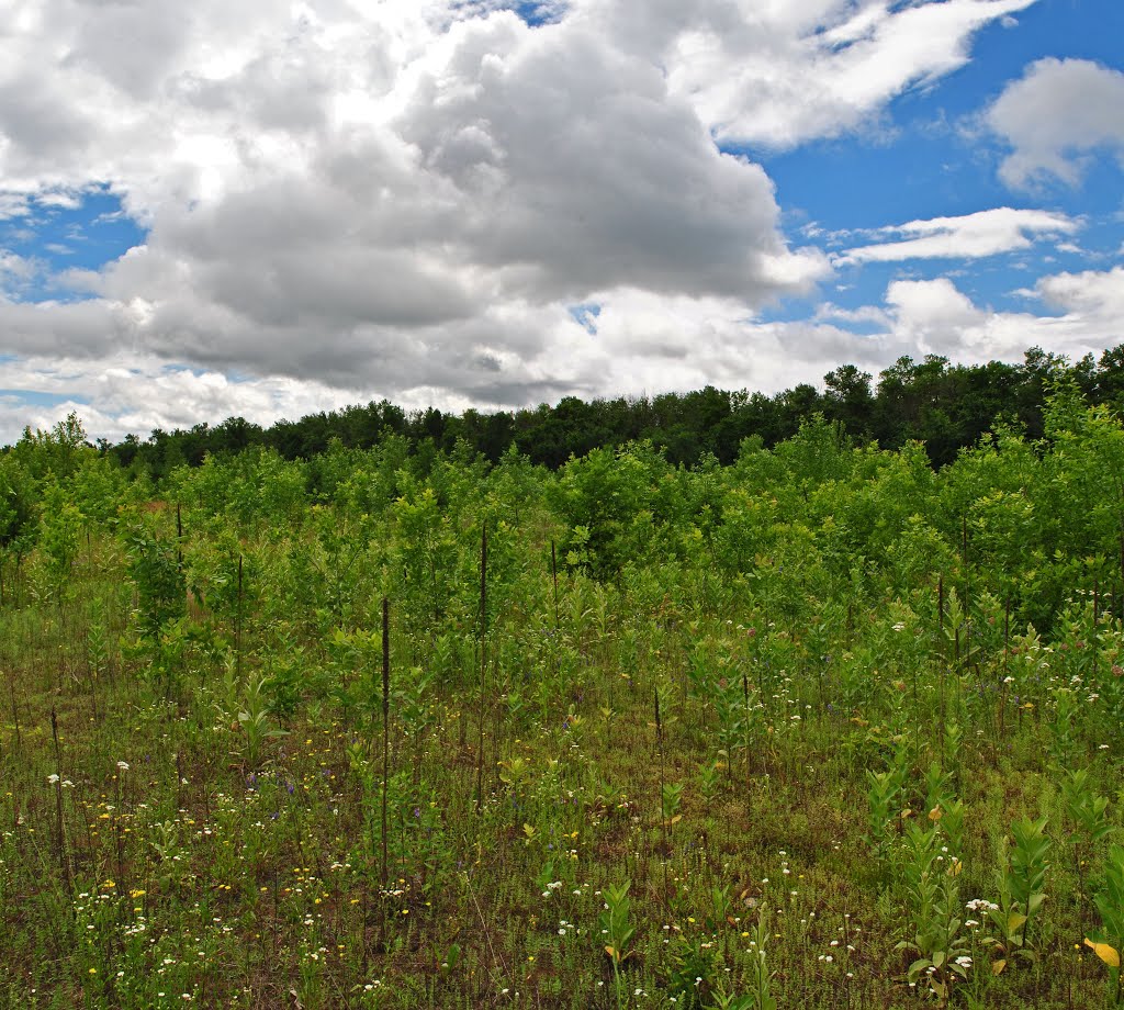 Lower Chippewa River State Natural Area by Aaron Carlson