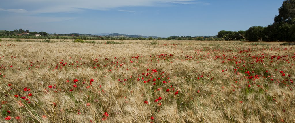 Barley and poppy by trolvag