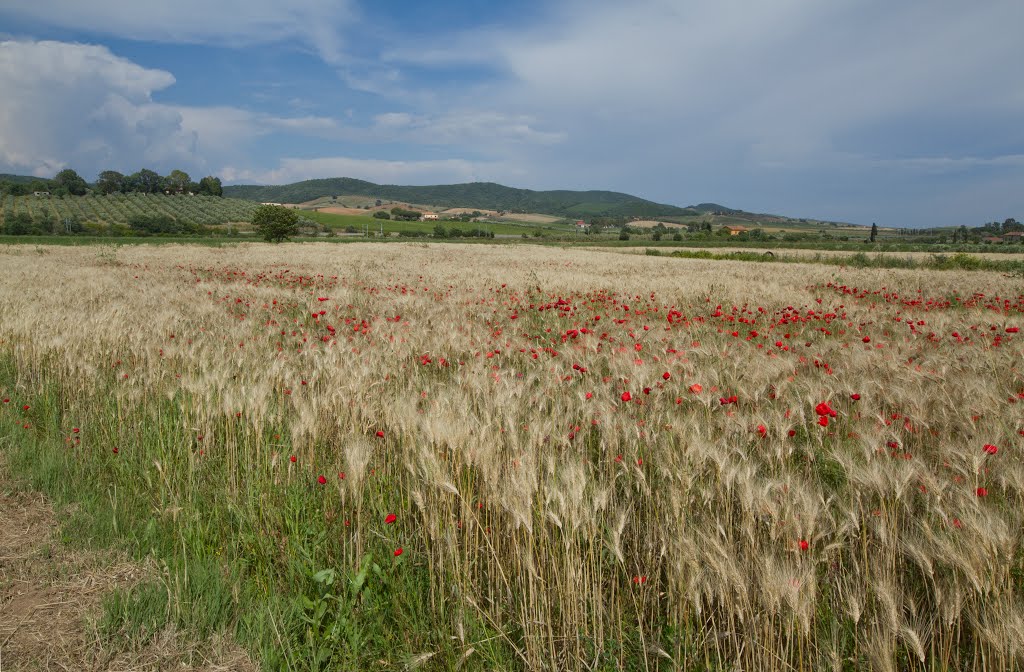 Maremma by trolvag