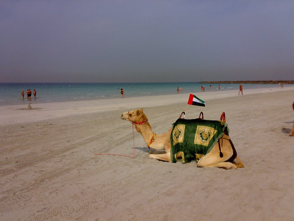 Kempinski Camel by captainfishy