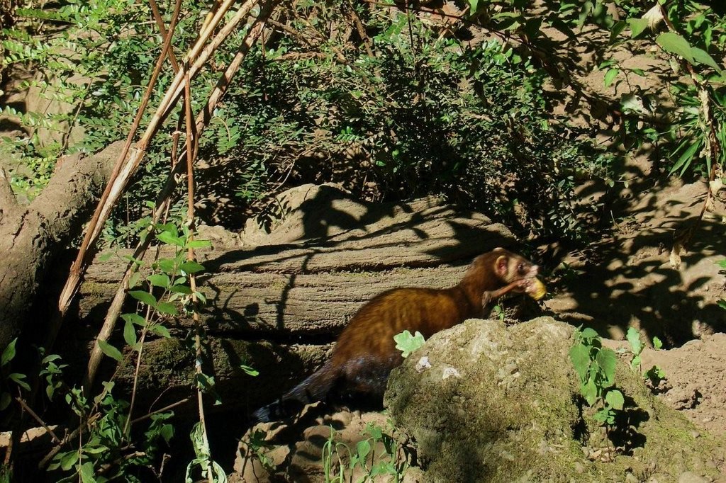 Parco faunistico "La Torbiera" - Donnola siberiana by Giancarlo Ticozzi