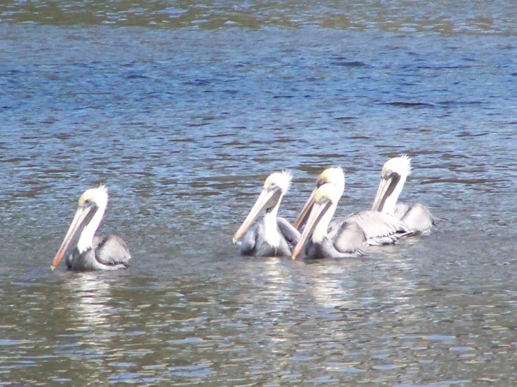 Pelicans in ocean springs harbor by zacharystewart