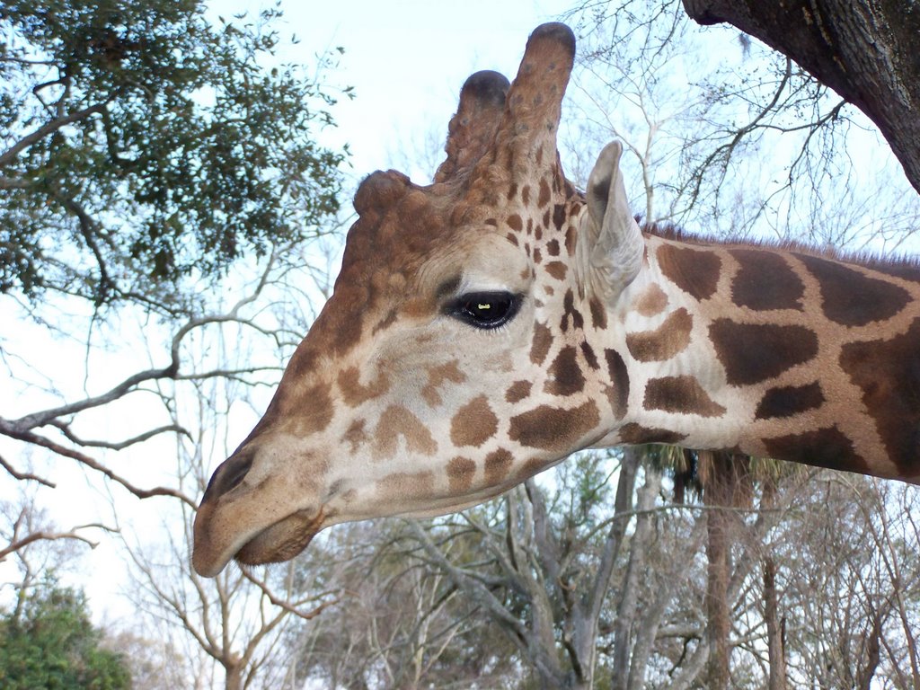 Giraffe at Adubon Zoo in New Orleans by zacharystewart