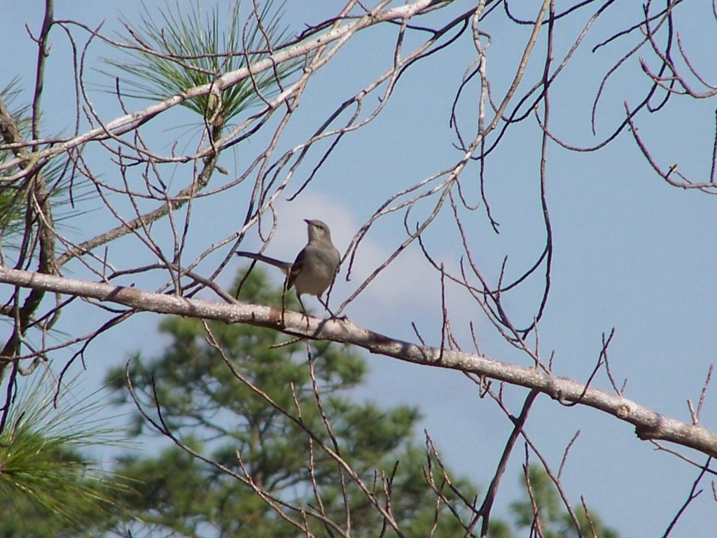 Mockingbird - state bird of Mississippi by zacharystewart