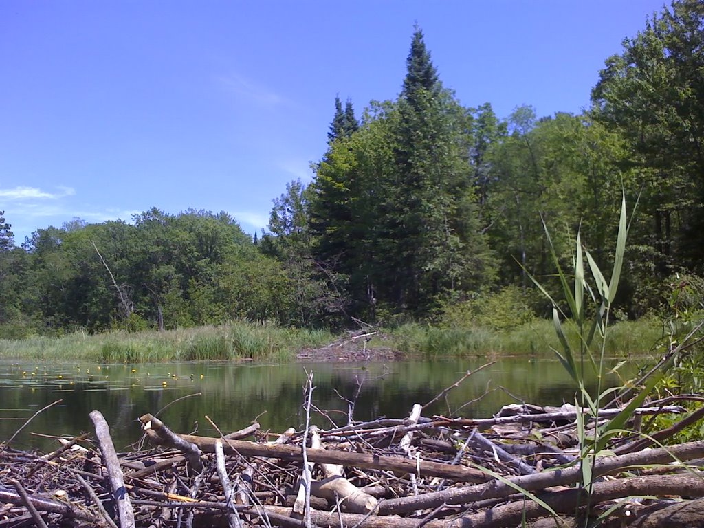 Below the beaver damn by Richard Mobley