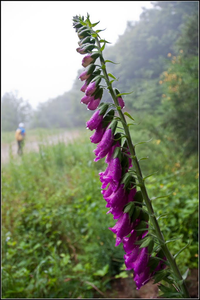 Digitalis purpurea 2 by Jordi Cruells Ros