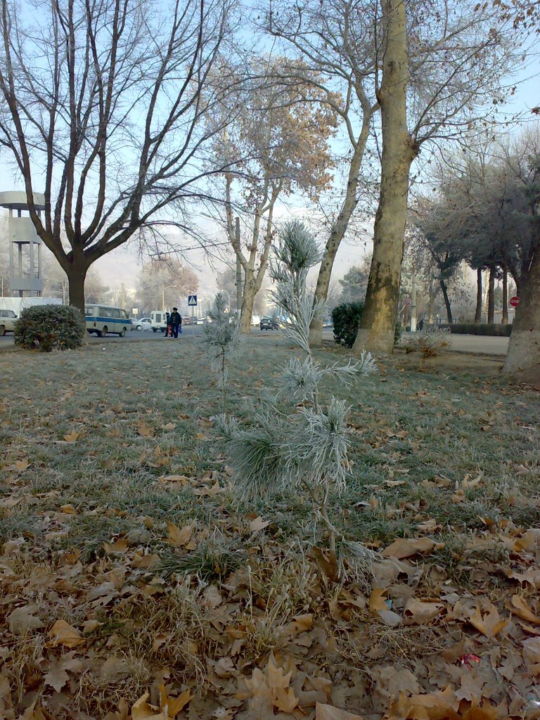 Frosty winter in Khujand - Морозная зима в Худжанде by KPbICMAH