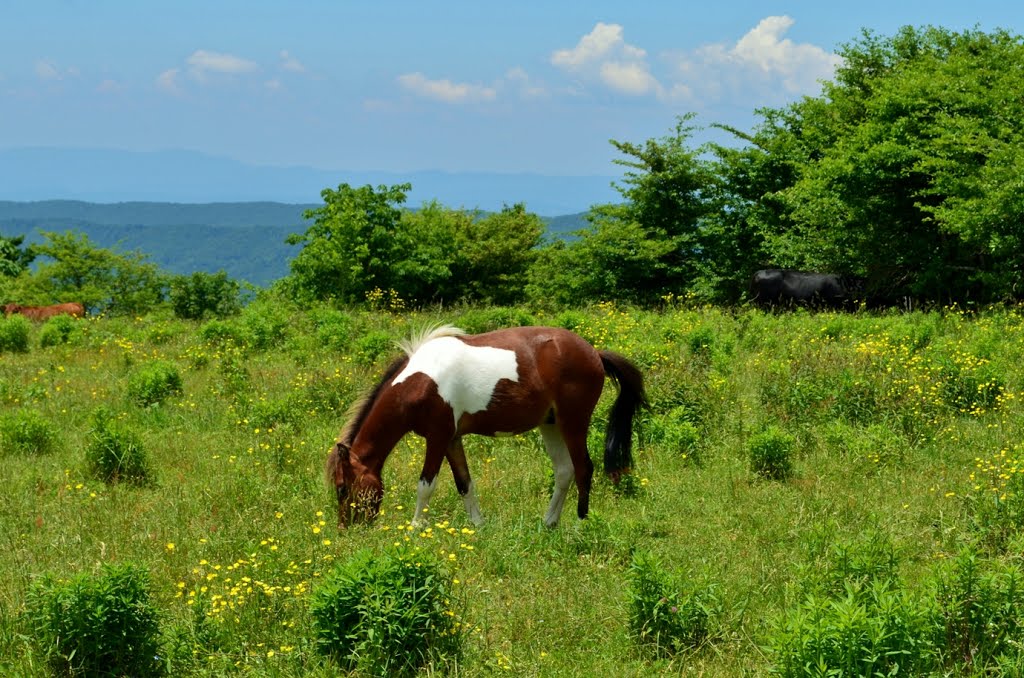 Pony Grazing at Elk Garden by Justin P