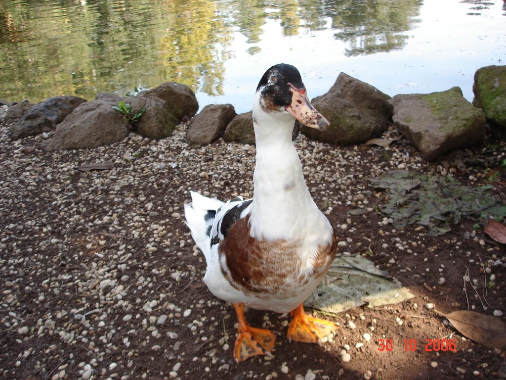 "Borghesean" Goose by Gregory Kremyansky