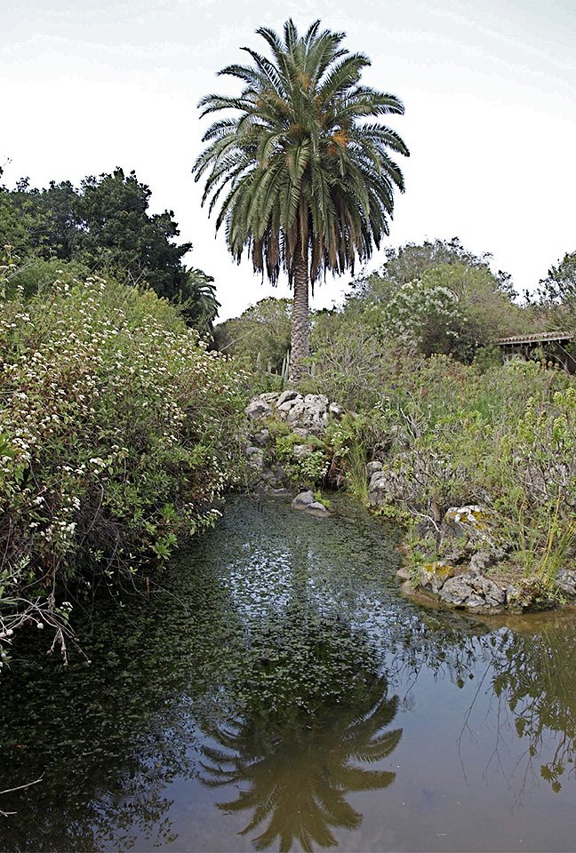 Reflejo (Jardín Botánico, Gran Canaria) by JuanCana