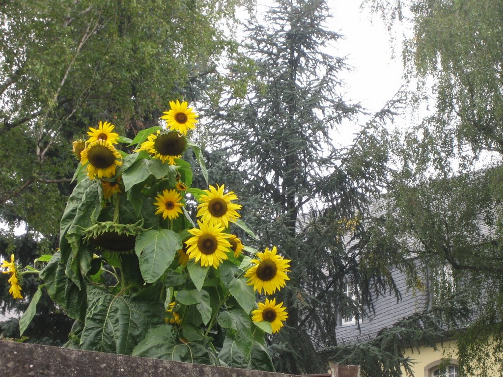 Kloster mit Sonnenblumen by Maria Hoff