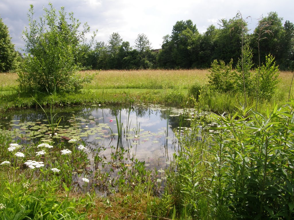 Am Teich by H. Fleischer