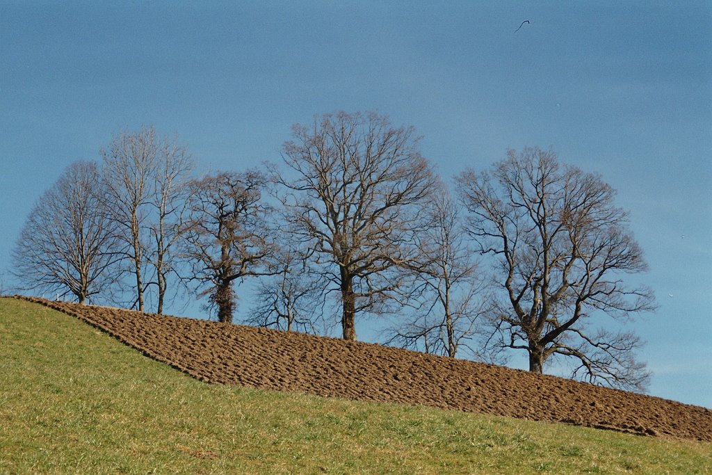 Ob Frittenbachgraben / Vorfrühling by Alfred Mueller