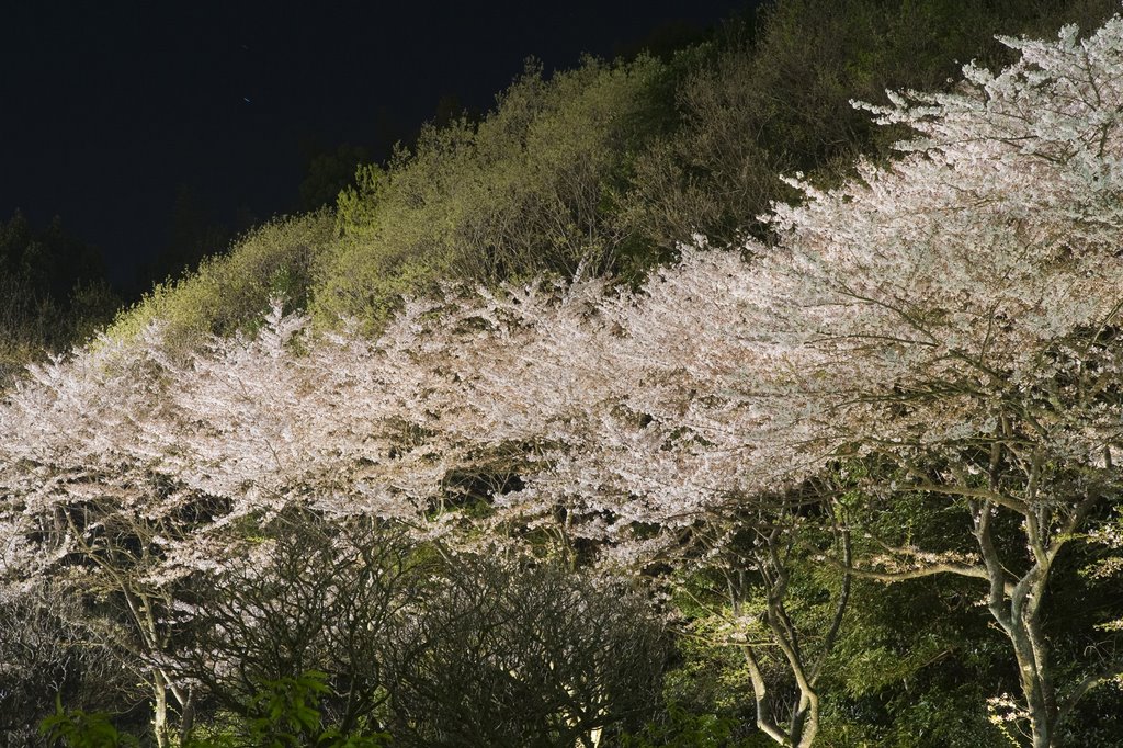 Sakura@Hamamatsu Flower Park Japan by NamenecoHachurui@bakanews