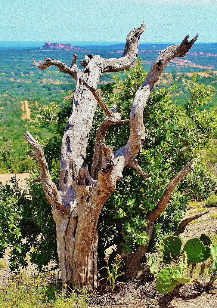 Deadwood, Enchanted Rock State Preserve, Fredericksburg, Tx by draws4430